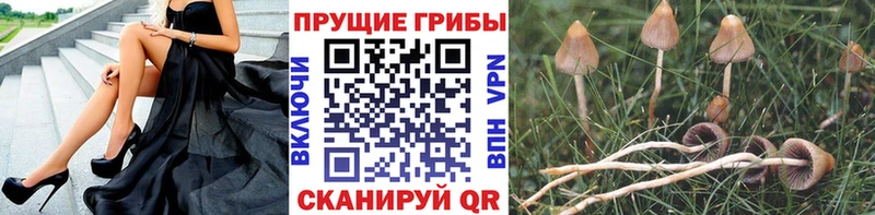 сколько стоит  Чадан  ОМГ ОМГ онион  Галлюциногенные грибы Psilocybine cubensis 